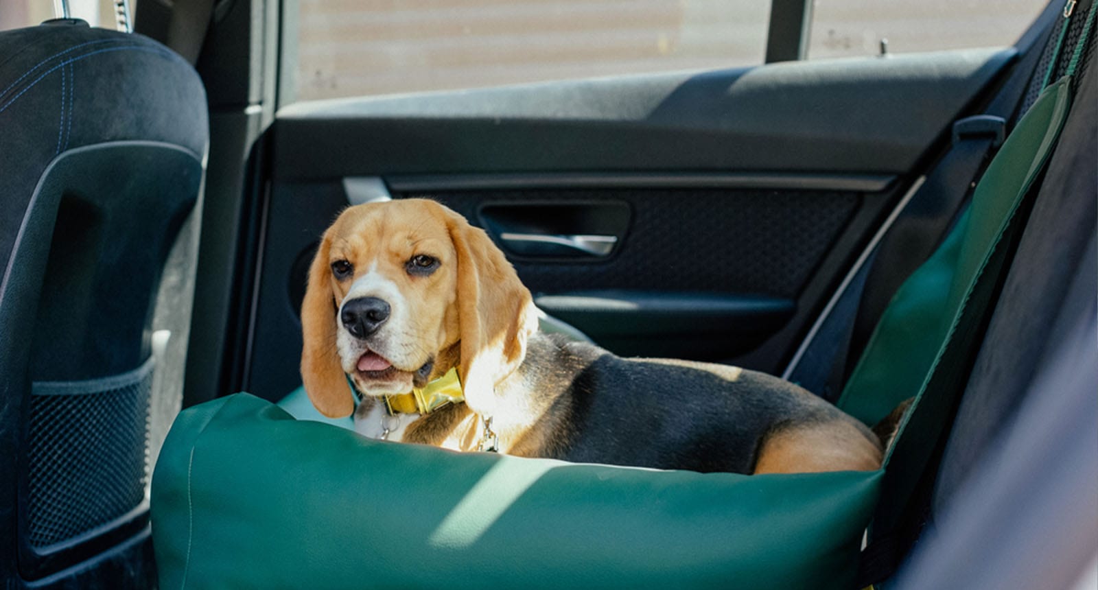 Top 15 Best Dog Car Seats Reviews 2022