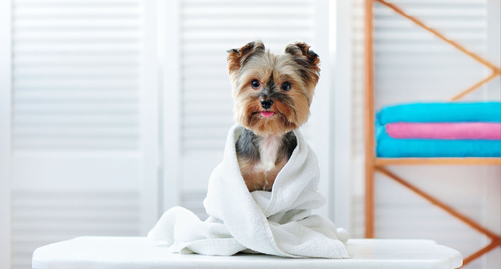 Top 15 Best Dog Cologne to Buy in 2022