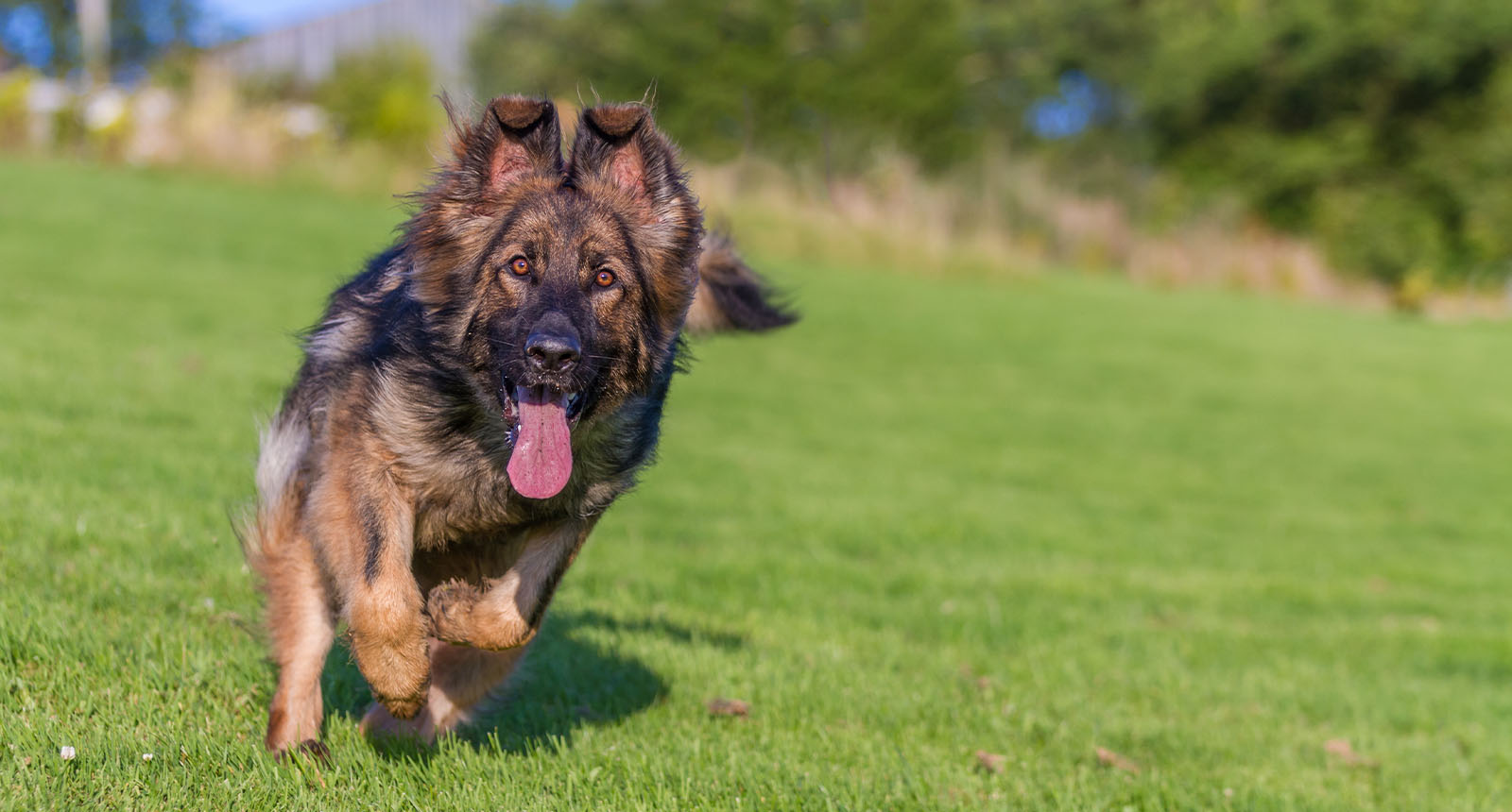 Top 15 Best Dog Repellents and Deterrents To Buy 2022